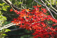 紅葉　その５