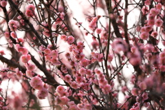 あでやかに あでやかに