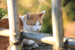 竹垣の向こうから