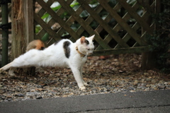 目覚めの背伸び