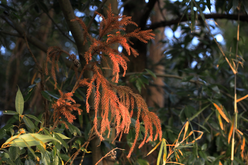 コガネシダの偉人