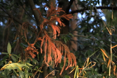 コガネシダの偉人