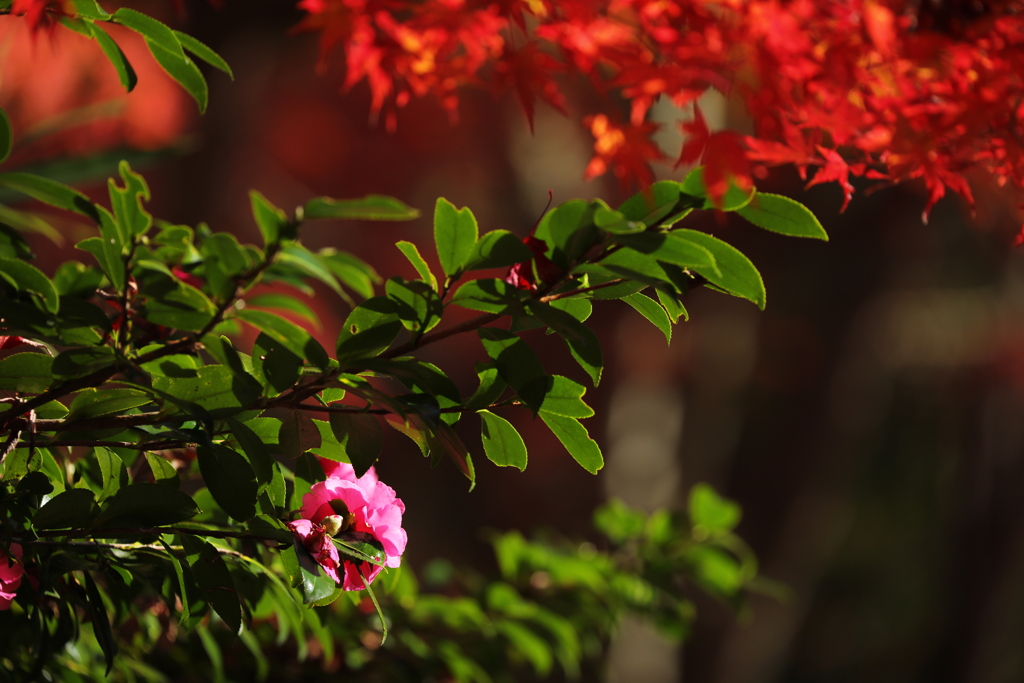 花と紅葉