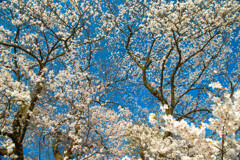 満天の桜