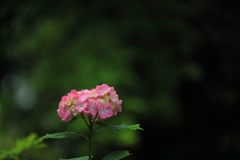影の向こうの一輪