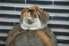 丸太の上にて