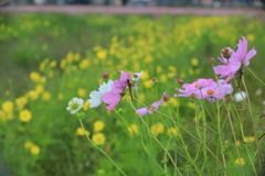 花咲く斜面にて