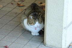 石壁の陰から