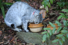 水を飲む猫