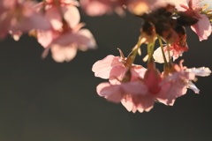 朝日に照らされて