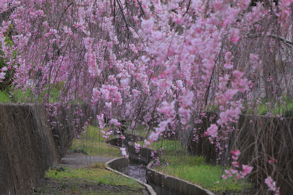 水路沿いのしだれ桜
