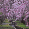 水路沿いのしだれ桜