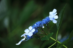 額紫陽花