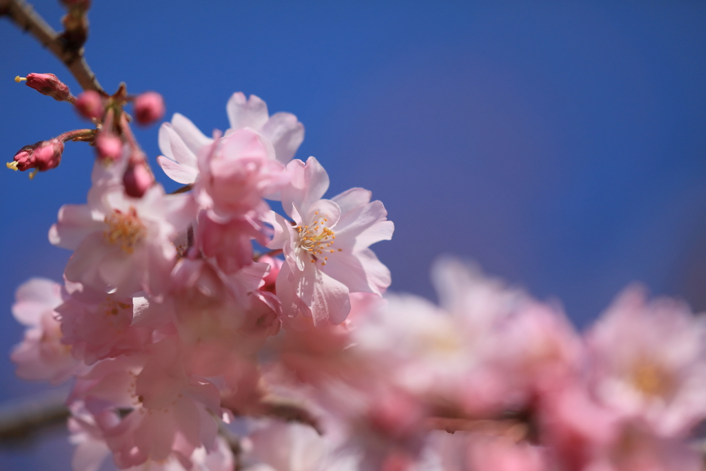 桜色の君が好き