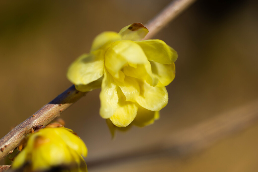 蜜色の花弁