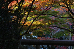 朝の光射す鳥居