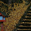 秋の終わりに