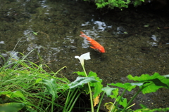 花と鯉