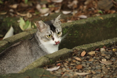 側溝にて