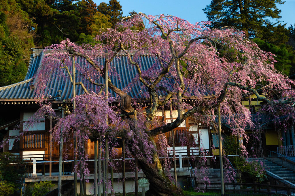 しだれの風景