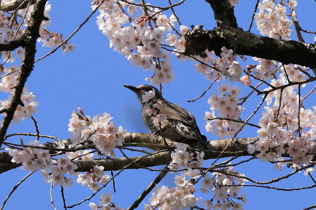 桜とたわむれる鳥　その２