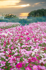 夕日とコスモス 夕日とコスモス