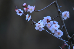 薄紅の面影