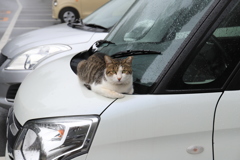 ここのが居心地いいにゃ～