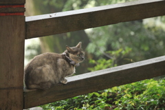橋の欄干にて