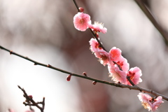 あでやかなる梅 あでやかなる梅