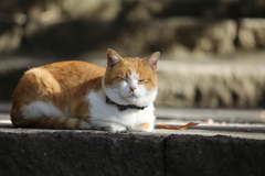 秋にまどろむ
