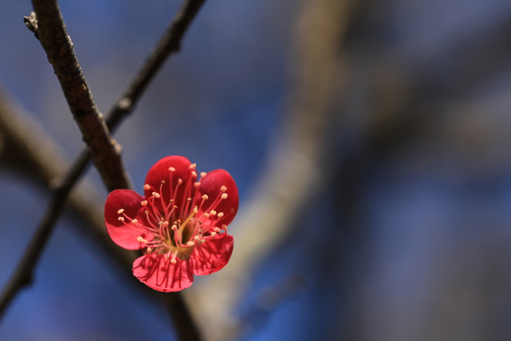 紅にひそむ
