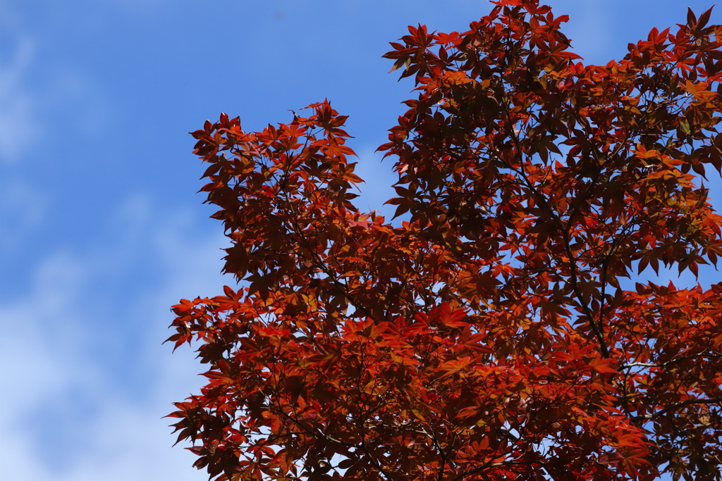 紅葉　その２
