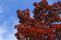 紅葉　その２