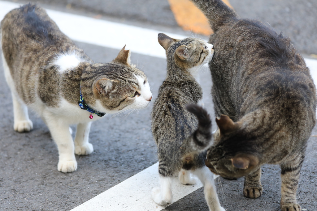 くんくん