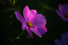 たおやかな陽射し