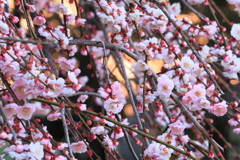 梅盛り