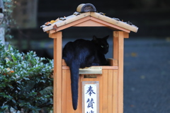 忍び