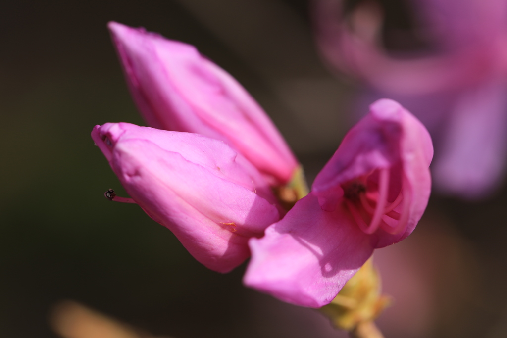 開花間近