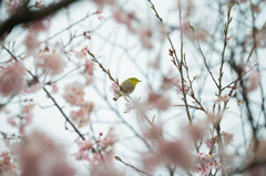 桜に唄う