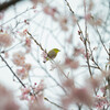 桜に唄う