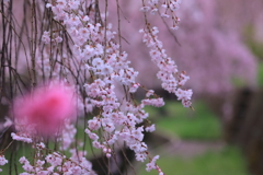 紅の向こうのしだれ桜