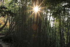 竹林からの光芒