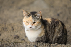 石段の下にて