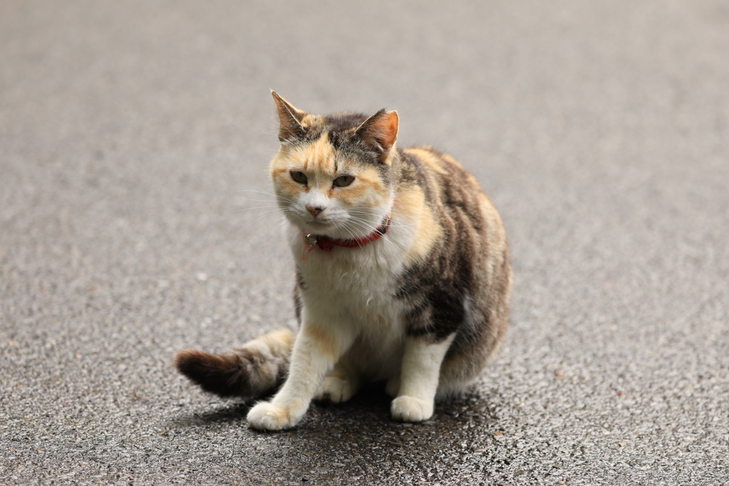 濡れた路面にて
