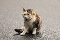 濡れた路面にて