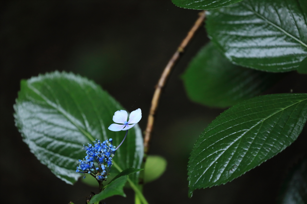 一輪の花