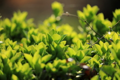 新緑の気配 新緑の気配