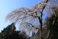 しだれ舞う
