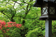 ツツジのある風景